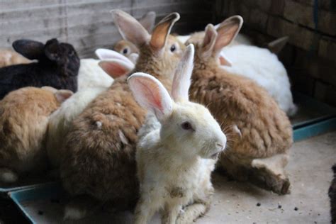 飼養動物